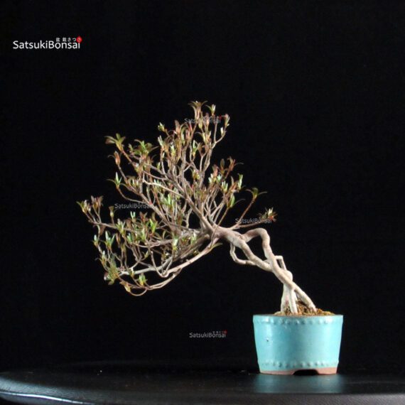 Azalea Satsuki Spp. - immagine 3