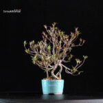 Azalea Satsuki Spp. - immagine 2