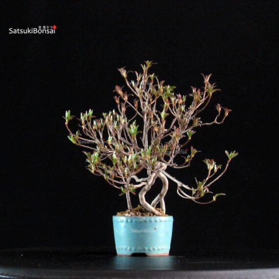 Azalea Satsuki Spp. - immagine 2