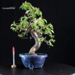 Pseudocydonia Sinensis