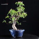 Pseudocydonia Sinensis - immagine 6