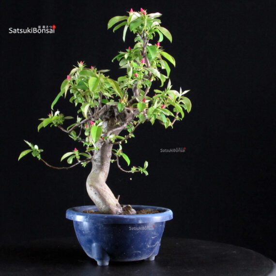 Pseudocydonia Sinensis - immagine 6