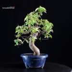 Pseudocydonia Sinensis - immagine 5