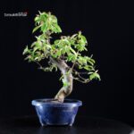 Pseudocydonia Sinensis - immagine 4