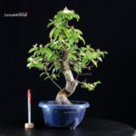 Pseudocydonia Sinensis