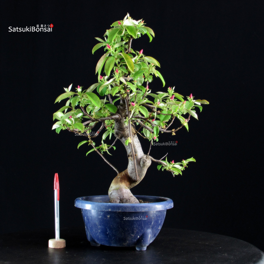 5976_1-Pseudocydonia sinensis Pseudocydonia Sinensis - immagine 1