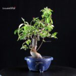 Pseudocydonia Sinensis - immagine 6