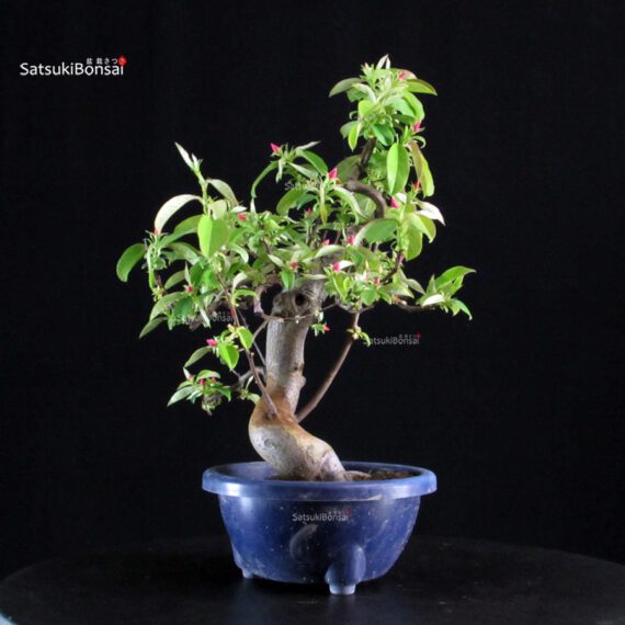 Pseudocydonia Sinensis - immagine 6