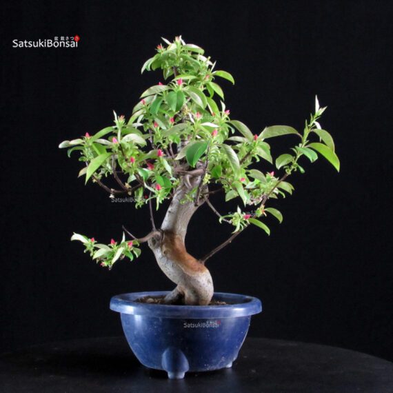 Pseudocydonia Sinensis - immagine 5