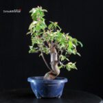 Pseudocydonia Sinensis - immagine 4