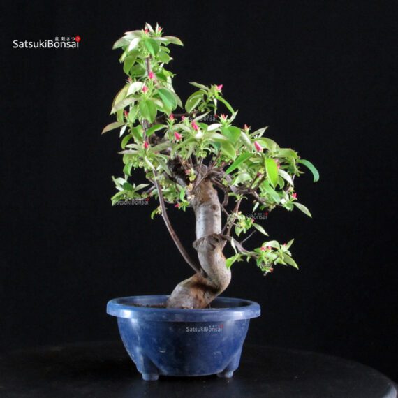 Pseudocydonia Sinensis - immagine 4