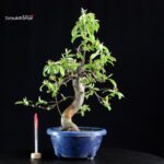 Pseudocydonia Sinensis