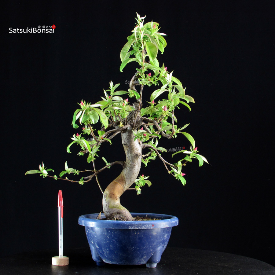 5977_1-Pseudocydonia sinensis Pseudocydonia Sinensis - immagine 1