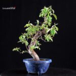 Pseudocydonia Sinensis - immagine 6