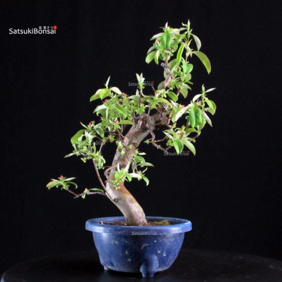 Pseudocydonia Sinensis - immagine 6