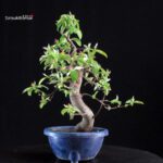 Pseudocydonia Sinensis - immagine 5