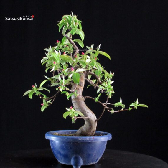 Pseudocydonia Sinensis - immagine 5