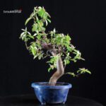 Pseudocydonia Sinensis - immagine 4