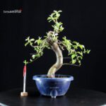 Pseudocydonia Sinensis