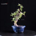 Pseudocydonia Sinensis - immagine 4