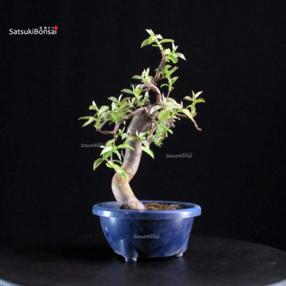 Pseudocydonia Sinensis - immagine 4