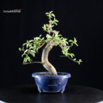 Pseudocydonia Sinensis - immagine 6