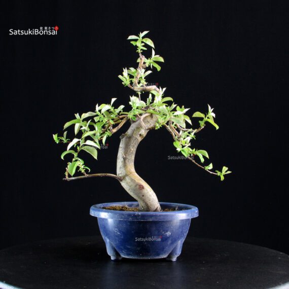 Pseudocydonia Sinensis - immagine 6