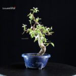 Pseudocydonia Sinensis - immagine 5