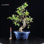 Pseudocydonia Sinensis