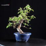 Pseudocydonia Sinensis - immagine 6