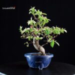 Pseudocydonia Sinensis - immagine 5