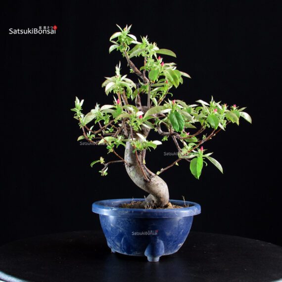 Pseudocydonia Sinensis - immagine 5