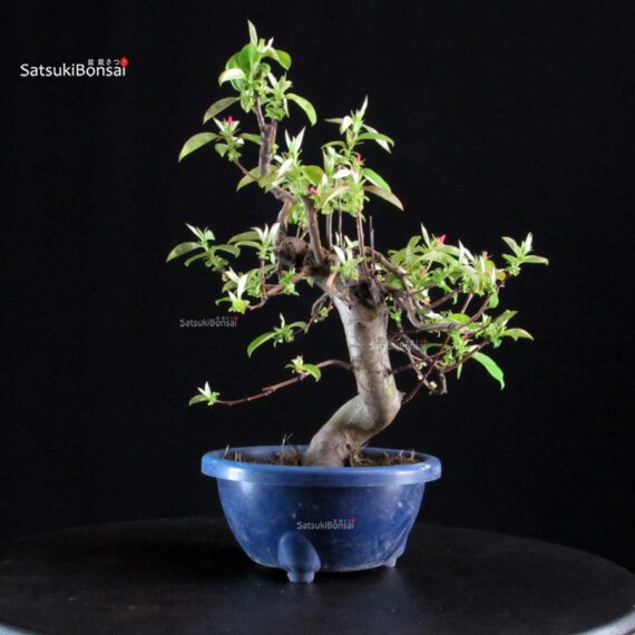 Pseudocydonia Sinensis - immagine 4