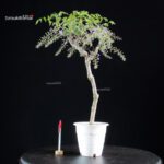 Glicine - Wisteria floribunda