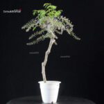 Glicine - Wisteria floribunda - immagine 5