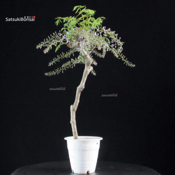 Glicine - Wisteria floribunda - immagine 5