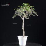 Glicine - Wisteria floribunda - immagine 4