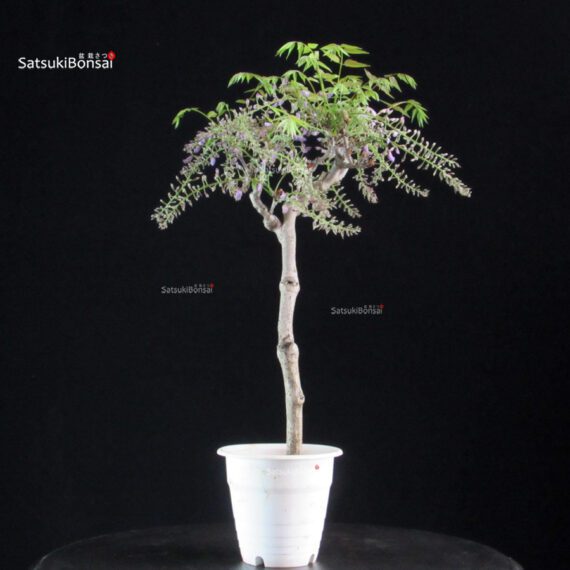 Glicine - Wisteria floribunda - immagine 4