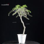 Glicine - Wisteria floribunda - immagine 3