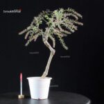 Glicine - Wisteria floribunda