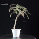 Glicine - Wisteria floribunda - immagine 5