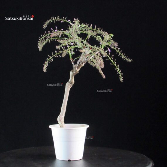 Glicine - Wisteria floribunda - immagine 5