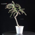 Glicine - Wisteria floribunda - immagine 4