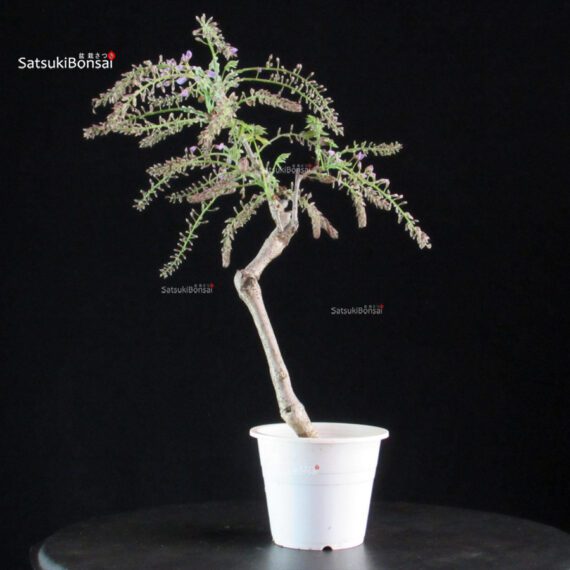 Glicine - Wisteria floribunda - immagine 4