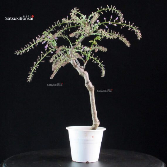 Glicine - Wisteria floribunda - immagine 3