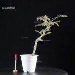 Glicine - Wisteria floribunda