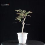 Glicine - Wisteria floribunda - immagine 5