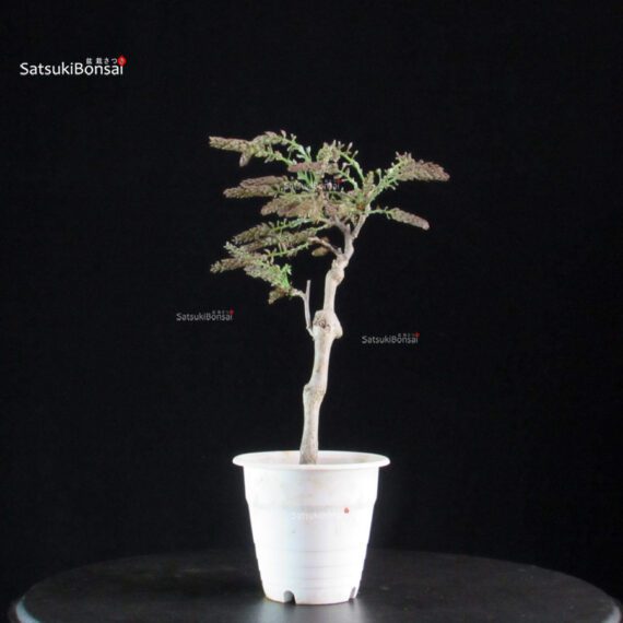 Glicine - Wisteria floribunda - immagine 5