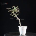 Glicine - Wisteria floribunda - immagine 4