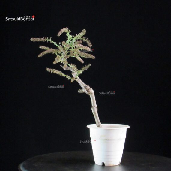 Glicine - Wisteria floribunda - immagine 4